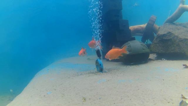 Латвия вода +5 Декабрь 2017 японский карасик,зеркальный карп коя смотреть онлайн