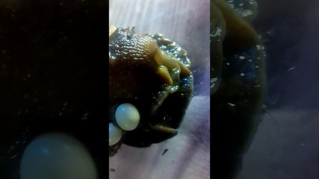 Кладка яиц улитки смотреть онлайн