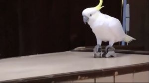 Песня про попугая. Детская песня