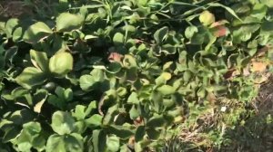 68/20Сан-Андреас! Клубника Сан-Андреас!?