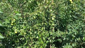 Сорт груши Чижовская. Обзор и описание сорта. 2022