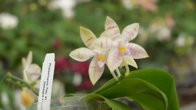 POM orchids невероятные орхидеи смотреть онлайн