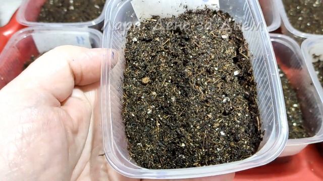 КАК Я СЕЮ ТОМАТЫ НА РАССАДУ.ПОДГОТОВКА СЕМЯН смотреть онлайн