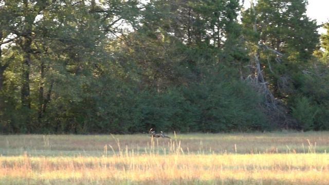 German Shorthaired Pointer, Quail Reserve. Best 18 month old dog ever!? смотреть онлайн