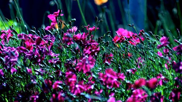 ЦВЕТЫ ВИДЕОЗАРИСОВКА смотреть онлайн