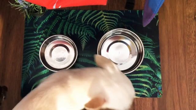 что нужно для появления собаки?самый необходимый минимум❤️