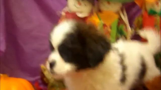 FEMALE PEKEAPOO (PEKINGESE X POODLE) смотреть онлайн