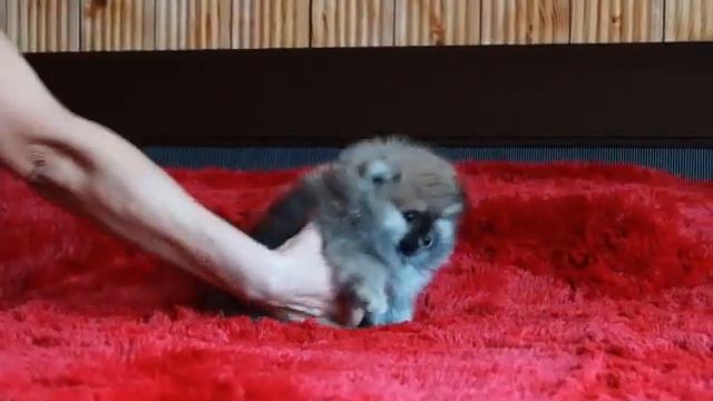 Померанский шпиц щенок смотреть онлайн