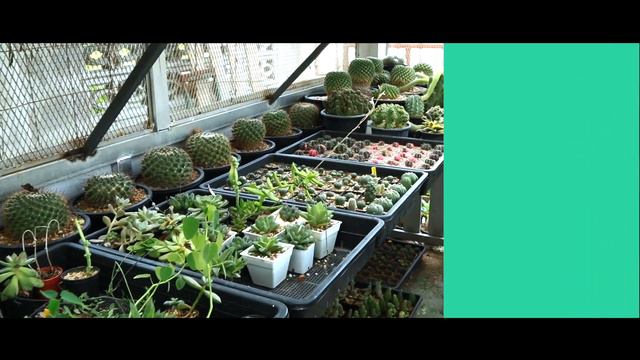 ที่ตาคลี..มีสวนแคคตัสด้วย : FF Cactus