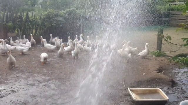 Спасаем птицу от жарыПерепела не несутся в жаруСода для птицы смотреть онлайн