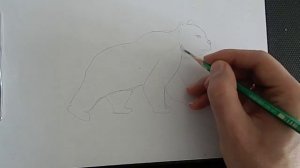 Как нарисовать медведя за 13 минут? Рисуем вместе!