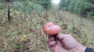 Рыжики, рыжики и снова рыжики.