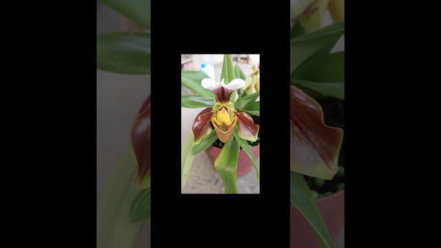 #short Orquídea Paphiopedilum u Orquídea zapatico❤️❤️❤️ смотреть онлайн