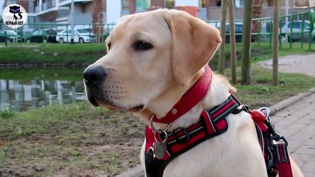 ✔ Лабрадор ретривер, плюсы и минусы породы. За что мы любим лабрадоров смотреть онлайн