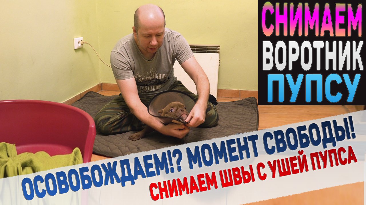 Обещали свободу от воротника, но обманули Пупса! смотреть онлайн