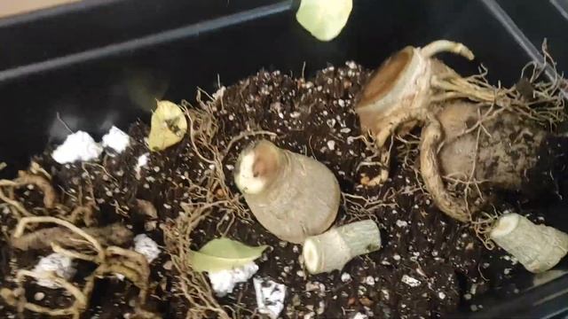 Гниль каудекса адениума #адениум #adenium