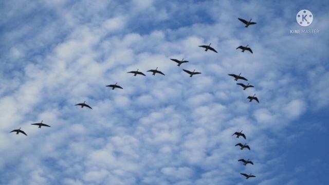 М. Пляцковский "Пришли деньки погожие". Лысаков Максим, 6 Д смотреть онлайн