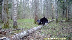 Драка двух самцов глухаря на токовище.