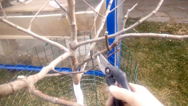 ОБРЕЗКА ГРУШИ. ФОРМИРОВКА КРОНЫ на второй год после посадки. смотреть онлайн