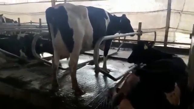 Резиновые маты для коров и биобезопасность смотреть онлайн