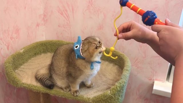 Британская золотая акула ?? смотреть онлайн