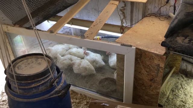 Курятник выходного дня. смотреть онлайн