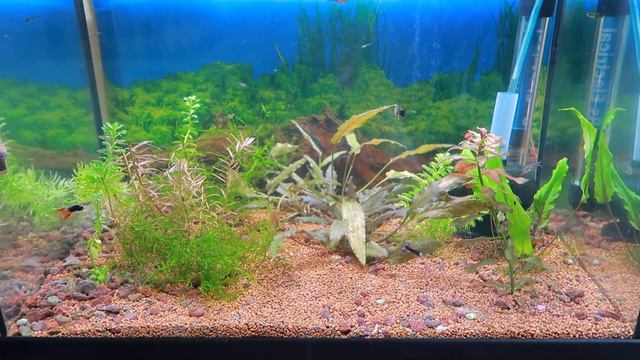 Що з мальками? Рибка здохла. Равлики помирають