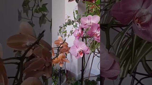 Орхидея "Карина"/ "Африканский закат"?и орхидея "Кобрион"? Karina Orchid/African sunset смотреть онлайн
