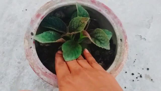 Episcia Flower Plant Process|How To Grow Episcia Plant Easily|Propagation Of Episcia Flowers Plant|