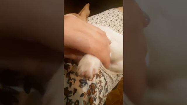 Как правильно обрезать когти собаке? Какую когтерезку выбрать? Обзор когтерезки для Чихуахуа смотреть онлайн