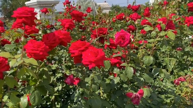 Супер Гранд Аморе_мини видео смотреть онлайн