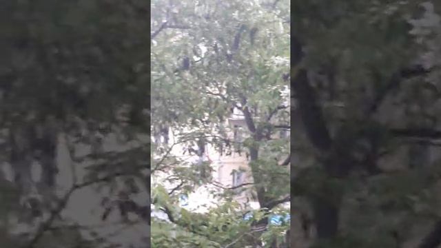 Акация, вид из нашего окна смотреть онлайн