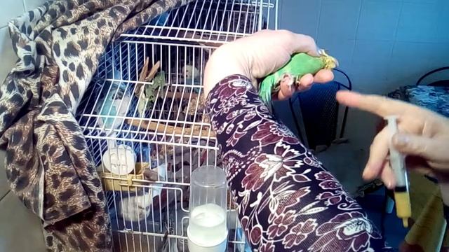 Как давать попугайчикам пить из шприца и как давать в рот порошок на примере маленького волнистика смотреть онлайн