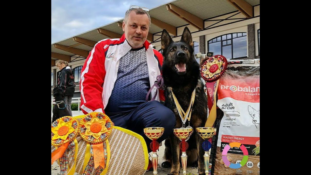 Probalance Immuno Adult Active – Корм для чемпиона! смотреть онлайн