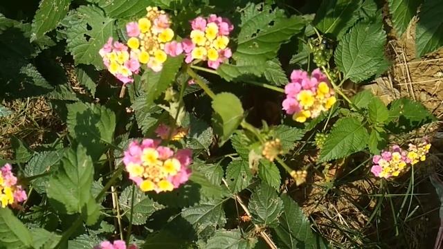 Сочи . Зарисовки осени. смотреть онлайн