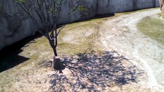 Дружба животных#звери тоже умеют дружить! смотреть онлайн