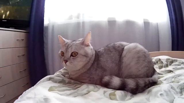 необычные глаза у кота!!! смотреть онлайн