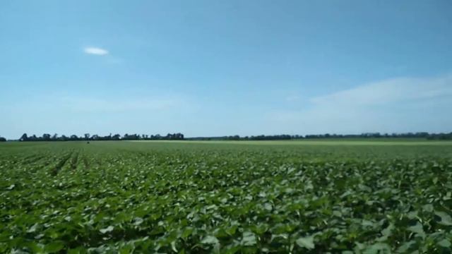 21.06.20 А Ви внесли фунгіцид на соняшник. СПІРІТ від Августа смотреть онлайн