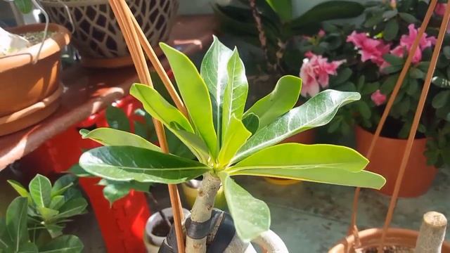 Развитие Адениумов.. рабочие моменты.. Далида, кренделя и т.д.)) смотреть онлайн