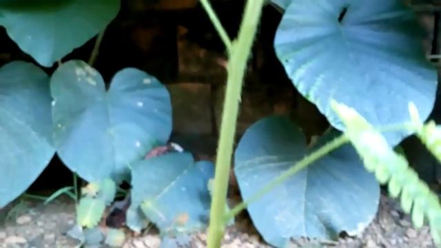 Mimosa Hostilis, Jurema Preta, 3 Months Old (from Seeds)