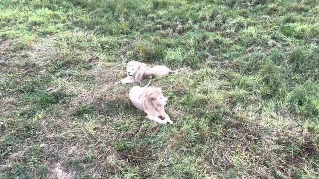 Парк Львов «ЗЕМЛЯ ПРАЙДА» смотреть онлайн