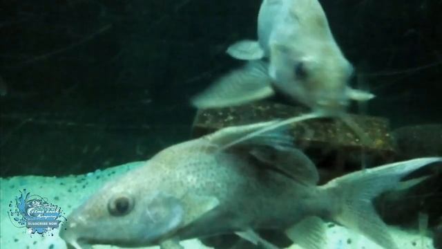 Synodontis Featherfin | Synodontis Eupterus