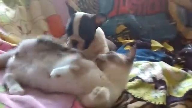 Продажа малыш французского бульдога смотреть онлайн