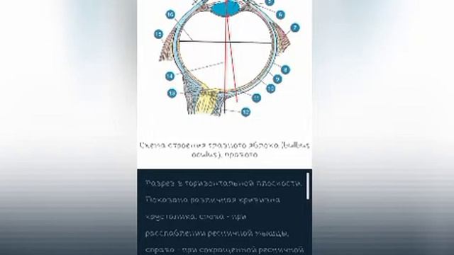 Органы чувств. Орган зрения. Изучение приложения для АФЧ, факты смотреть онлайн