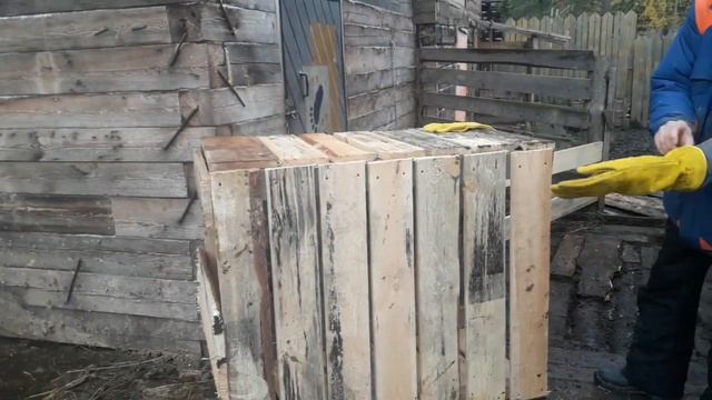 Кастрируем полуторагодовалого хряка. Это треш!. смотреть онлайн