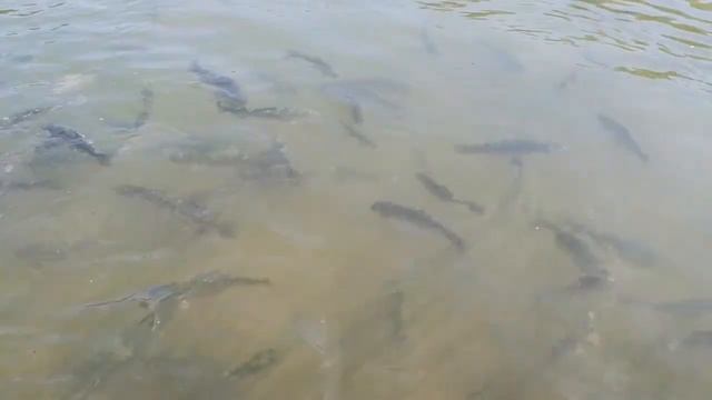 Бибери. Одна из самых красивых деревень Англии смотреть онлайн