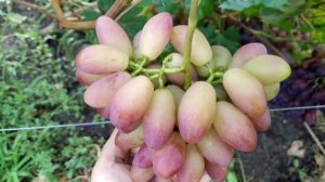 Днепровская Ривьера виноград с плотной мякотью и ярким мускатом. Теплова Татьяна +380956118435