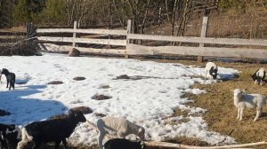 В ПРОДАЖЕ СТАДО овец романовской породы и ягнята помесь Дорпера 50%