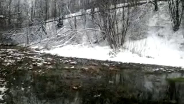 На маленьком озере плавают выдры.Наблюдение за ними. смотреть онлайн