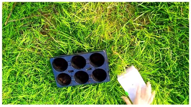 Как прорастить травку для кролика или морской свинки дома